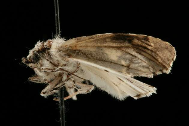 Imagem de Acronicta funeralis Grote & Robinson 1866