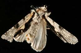 Image of Funerary Dagger Moth