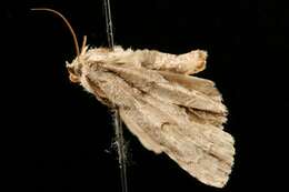 Image of Ochre Dagger Moth