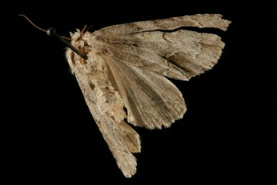 Image of Ochre Dagger Moth