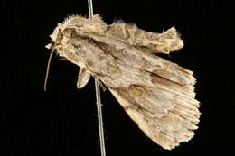 Image of Ochre Dagger Moth