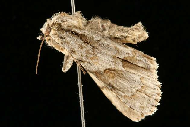 Image of Ochre Dagger Moth