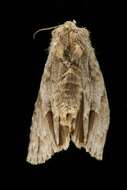 Image of Ochre Dagger Moth