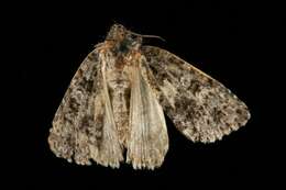 Imagem de Acronicta tristis Smith 1911