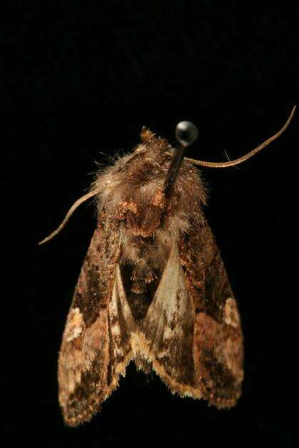 Image de Euplexia benesimilis McDunnough 1922