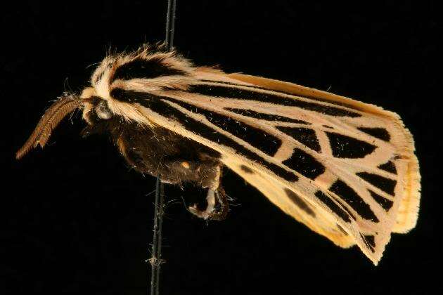 Image of Virgin Tiger Moth