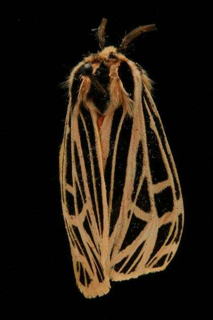 Image of Virgin Tiger Moth