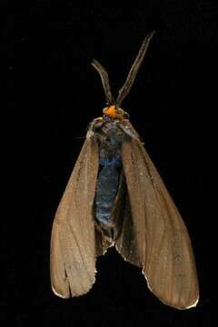 Image of Ctenucha
