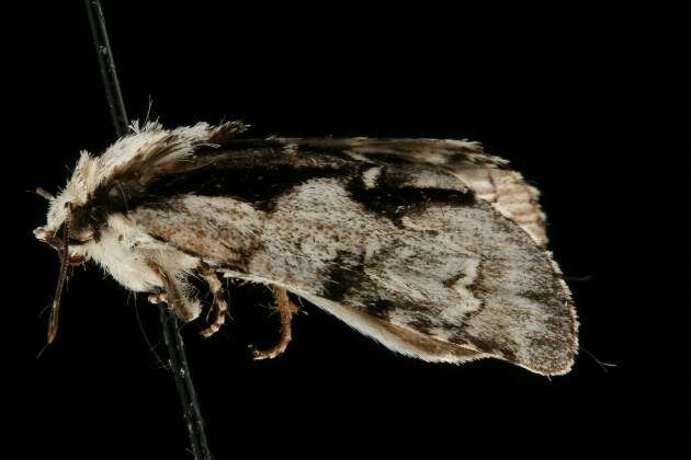 Image of Funerary Dagger Moth