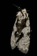 Imagem de Acronicta funeralis Grote & Robinson 1866