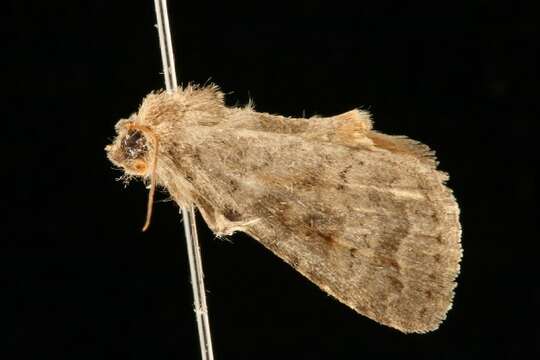 Image of The Mottled Rustic, Brungult Lövfly