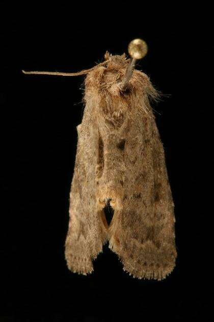 Image of The Mottled Rustic, Brungult Lövfly