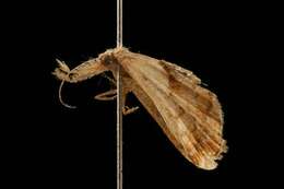 Image of Dark-spotted Palthis, Angulated Snout-moth