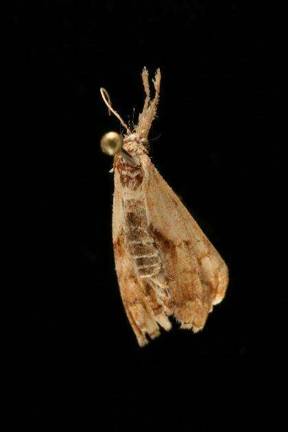 Image of Dark-spotted Palthis, Angulated Snout-moth