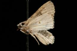 Imagem de Acronicta funeralis Grote & Robinson 1866