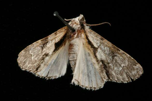 Image of Funerary Dagger Moth