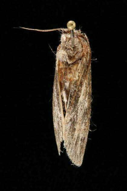 Imagem de <i>Acronicta oblinita</i>