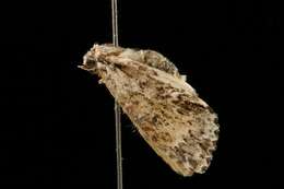 Image of Fragile Dagger Moth