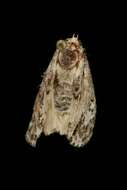 Imagem de Acronicta fragilis Guenée 1852