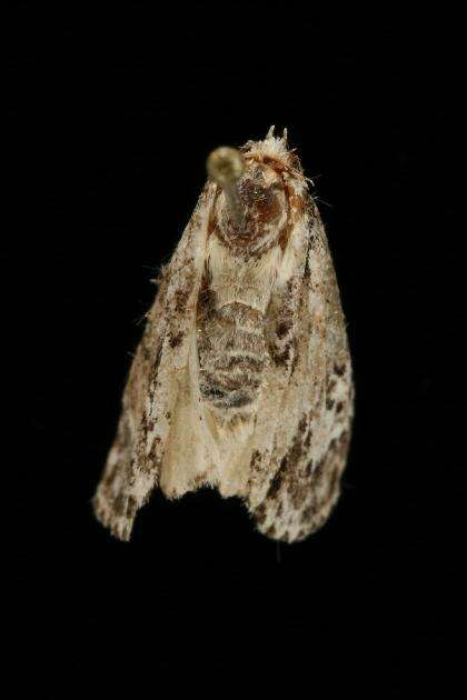 Image of Fragile Dagger Moth