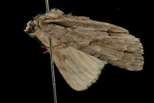 Image of Ochre Dagger Moth