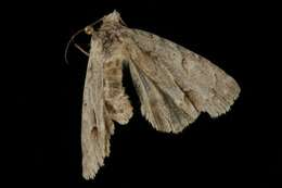 Image of Ochre Dagger Moth