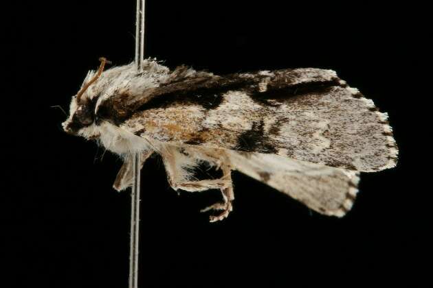 Image of Funerary Dagger Moth