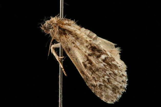 Image of Fragile Dagger Moth