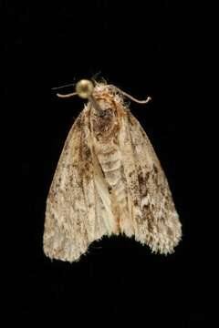 Image of Fragile Dagger Moth