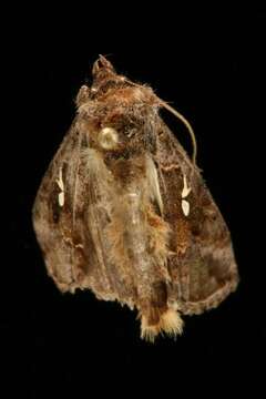 Image de Autographa precationis Guenée 1852