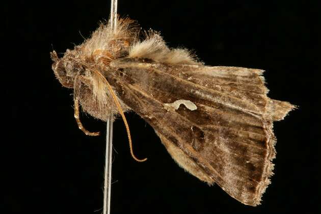 Image de Autographa precationis Guenée 1852