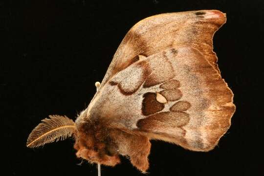 Image of Antheraea subgen. Telea Hübner (1819)