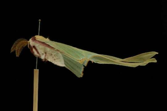 Image of Luna Moth