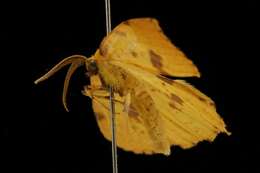 Image of Crocus Geometer Moth