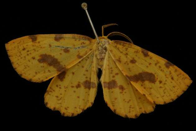 Image of Crocus Geometer Moth