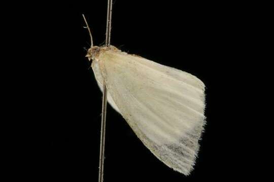 Image of White-Fringed Emerald