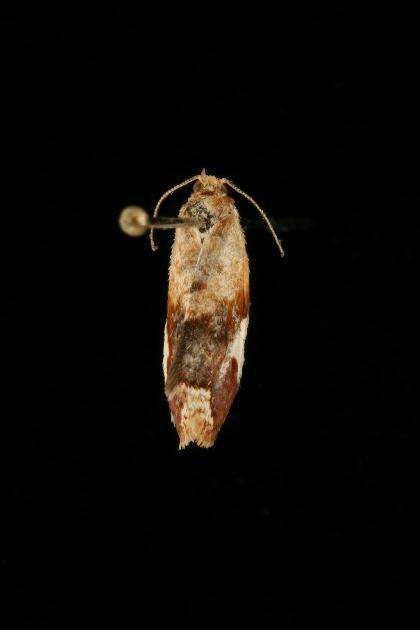 Image of White-triangle Tortrix