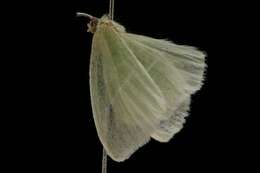 Image of White-Fringed Emerald