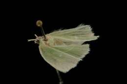 Image of White-Fringed Emerald