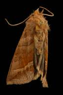 Image of Diachrysia aereoides Grote 1864