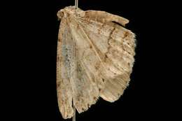 Image of The Small Engrailed