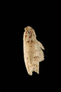 Image of The Small Engrailed