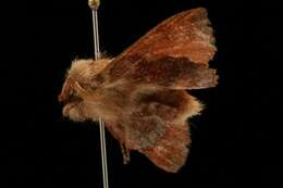 Image of American Lappet Moth