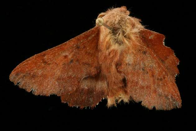 Image of American Lappet Moth