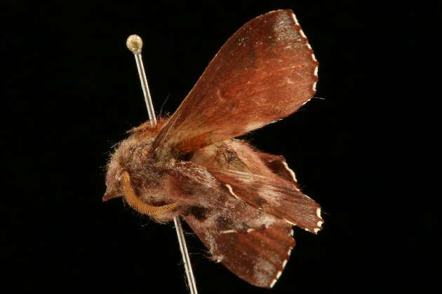 Image of American Lappet Moth