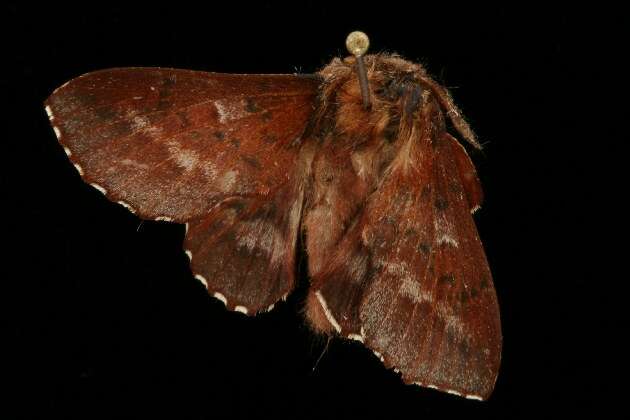 Image of American Lappet Moth