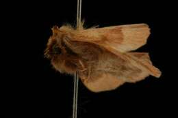 Image of Forest Tent Caterpillar Moth