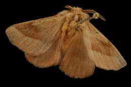 Image of Forest Tent Caterpillar Moth