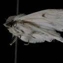 Слика од <i>Acronicta vulpina</i> (Grote)