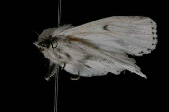 Image of Vulpina Dagger Moth